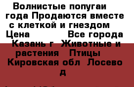 Волнистые попугаи, 2 года.Продаются вместе с клеткой и гнездом. › Цена ­ 2 800 - Все города, Казань г. Животные и растения » Птицы   . Кировская обл.,Лосево д.